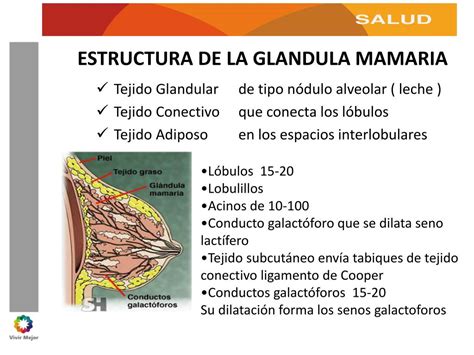 Dibujo de la glándula mamaria en lactancia