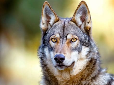 Foto de Neo, un perro lobo con ojos ámbar y pelaje denso