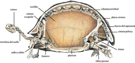 Esqueleto de tortuga con caparazón fusionado a la columna vertebral e infografía de su sistema respiratorio