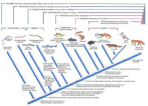 Cladograma simplificado mostrando la posición filogenética de las tortugas en relación con otros reptiles (arcosaurios y lepidosaurios)