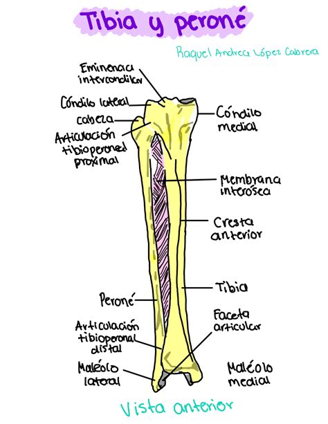Esquema anatómico de la tibia y el peroné