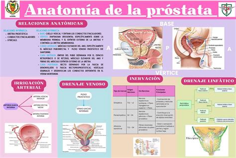 Infografía: Anatomía de la próstata y rutas de diseminación