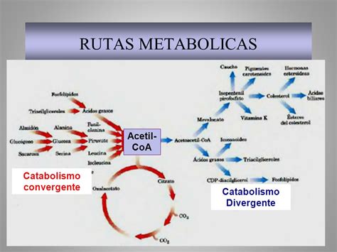 Diagrama de flujo de las rutas metabólicas afectadas por el ejercicio.