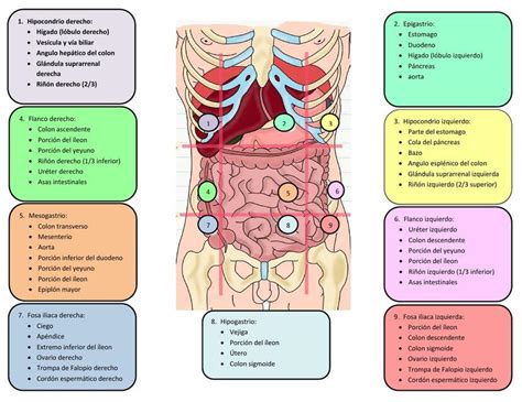 Esquema de las regiones abdominales con posibles puntos de dolor