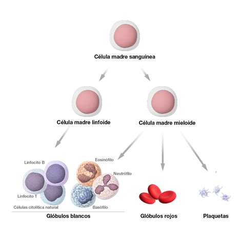 Esquema de las células sanguíneas que componen un hemograma completo (glóbulos rojos, blancos y plaquetas)