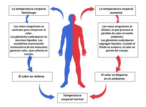 Esquema de la termorregulación humana