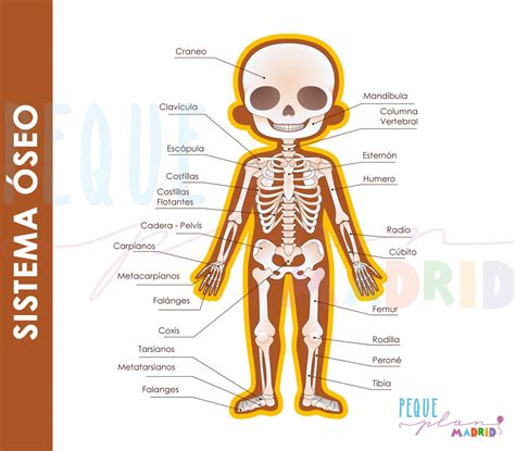 Esquema de las principales afectaciones en el sistema óseo y articular en la vejez