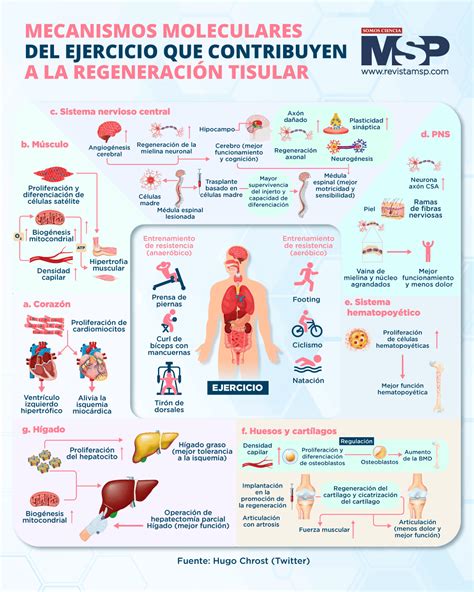 Gráfico: Mecanismos moleculares del ejercicio en el envejecimiento