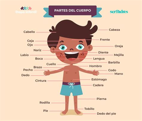 Esquema de las partes del cuerpo que requieren soporte en un adulto mayor