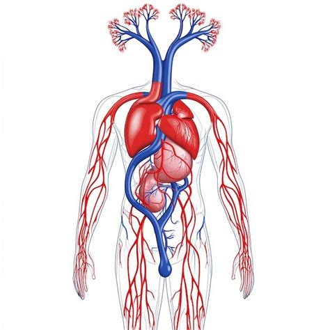 Esquema simplificado del sistema cardiovascular humano con el corazón, arterias, venas y capilares