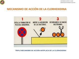 Esquema de la estructura química de la clorhexidina y su mecanismo de acción a nivel celular bacteriano