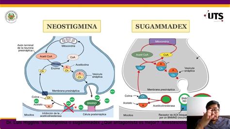 Gráfico: Mecanismos de acción de neostigmina y sugammadex