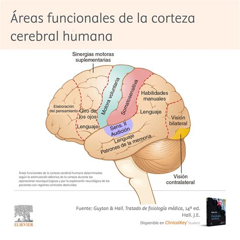 Infografía: Esquema de redes cerebrales involucradas en memoria (prefrontal, hipocampo, redes temporales) y su vulnerabilidad en envejecimiento