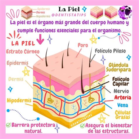 Esquema de las capas de la piel y los cambios relacionados con la edad