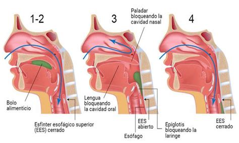 Esquema de las fases de la deglución humana
