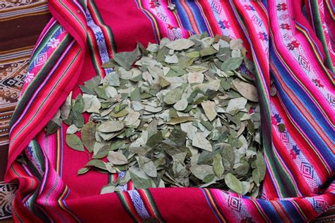 Ilustración de hojas de coca dispuestas en un ritual andino, simbolizando la conexión espiritual y los tres planos de existencia.