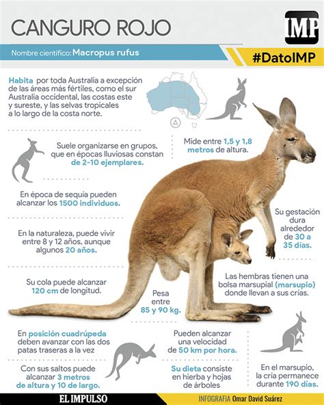 Infografía: Canguro marsupial con su cría en la bolsa, simbolizando el cuidado y la protección.