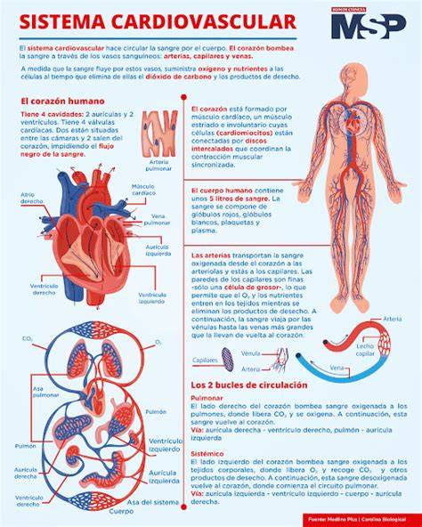 Infografía: Cambios estructurales del sistema cardiovascular con la edad