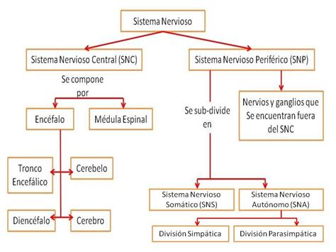 Mapa conceptual de cambios en el sistema nervioso central con la edad