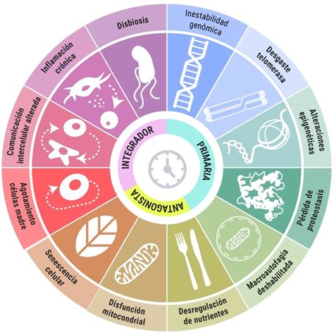 Esquema de factores que favorecen un envejecimiento saludable