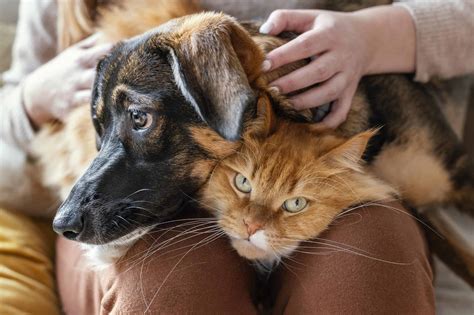 Foto de una persona cuidando un perro o un gato