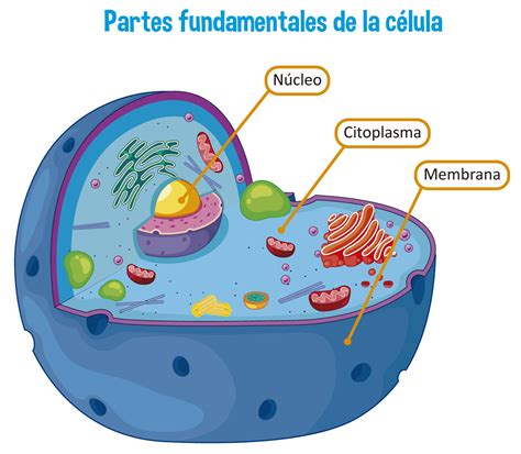 Ilustración esquemática de la evolución de una célula sanguínea, mostrando el origen de la leucemia linfoblástica aguda en linfoblastos T y B.