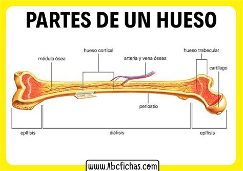 infografía que muestra la estructura interna de un hueso sano comparada con un hueso osteoporótico, resaltando la pérdida de densidad y la fragilidad.