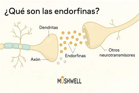 Infografía sobre los efectos de la oxitocina y las endorfinas en el cerebro de los adultos mayores