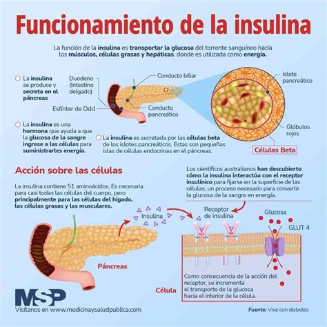 infografía sobre resistencia a la insulina y funcionamiento del páncreas