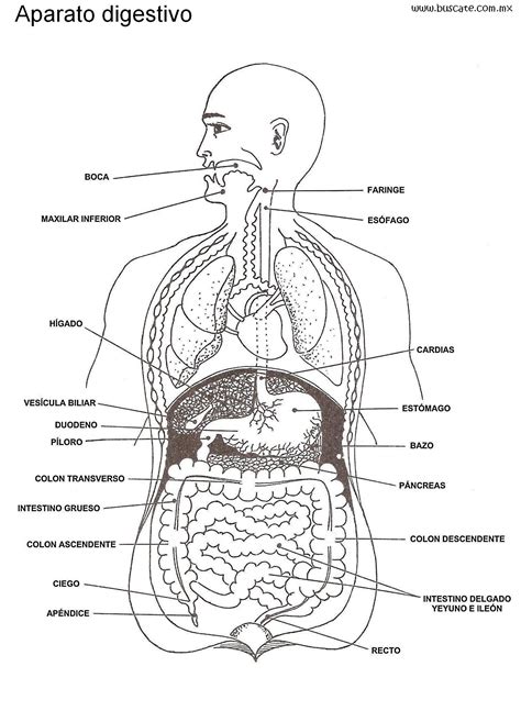 Esquema anatómico detallado del aparato digestivo humano