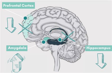 Diagrama cerebral resaltando la amígdala, hipocampo y corteza prefrontal, explicando su función en la regulación emocional y el apego