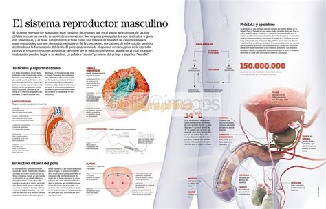 Diagrama del sistema reproductor masculino