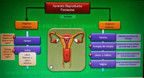 Diagrama del sistema reproductor femenino