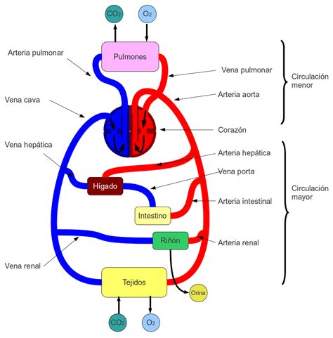 Esquema general del sistema circulatorio humano