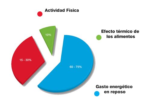 Diagrama de los componentes del Gasto Energético Total