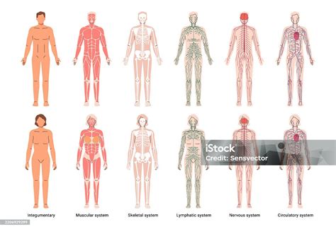 Representación gráfica de los diferentes sistemas corporales afectados por las IDD.