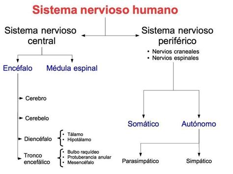 Esquema ilustrativo del sistema nervioso central y las áreas cerebrales implicadas en la cognición, emoción y funciones ejecutivas afectadas por el retraso mental