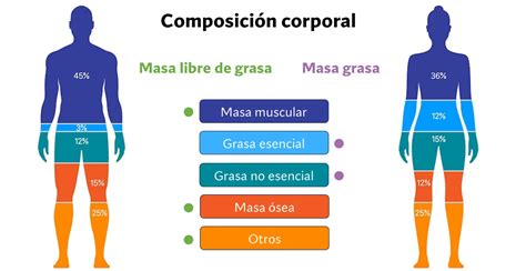 Esquema que compara la composición corporal de un adulto joven y un adulto mayor, destacando la pérdida de masa magra y el aumento de grasa corporal.