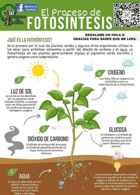 Esquema: Proceso de determinación de la fecha de devengamiento según tipo de trabajador