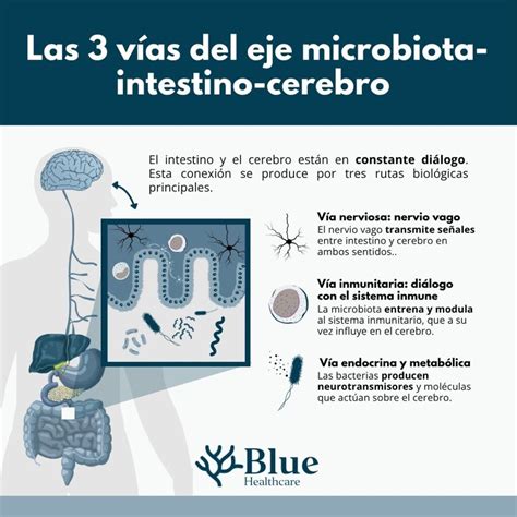 Infografía sobre la conexión intestino-cerebro