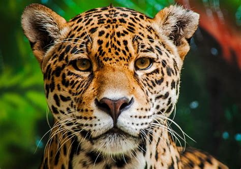 Galería de imágenes de animales en peligro de extinción: huemul, huillín, picaflor de Arica.