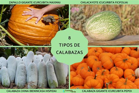 Niños tocando diferentes tipos de calabazas en un huerto.
