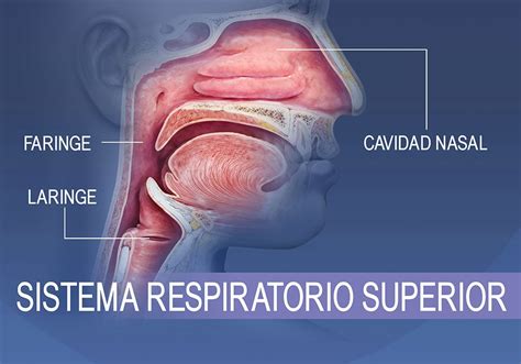 Esquema de las vías respiratorias superiores y la boca, mostrando la respiración nasal y bucal.