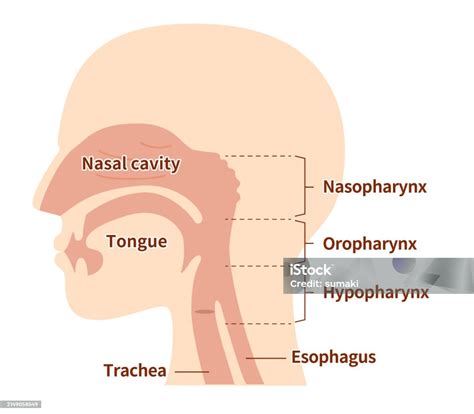 Ilustración de la anatomía nasal y faríngea con posibles obstrucciones.