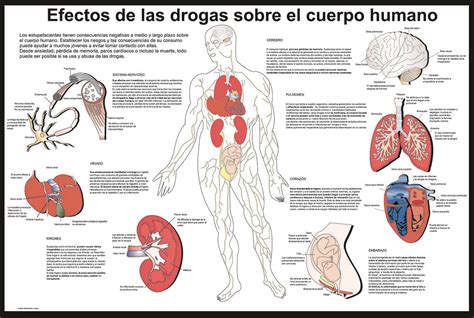 Gráfico de los efectos de diferentes drogas en el cuerpo y la mente