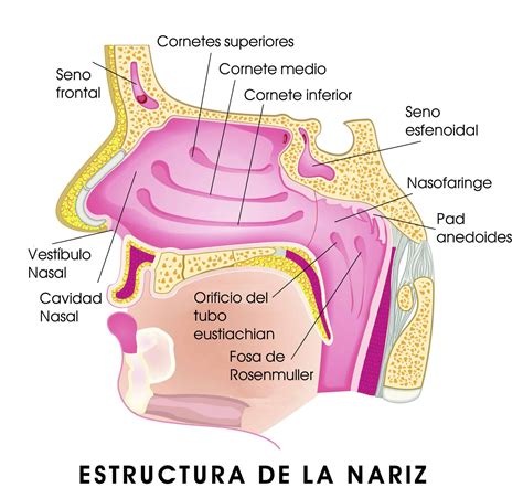 Esquema de la anatomía de la nariz y la lengua, mostrando los receptores olfativos y las papilas gustativas, y cómo se conectan al cerebro