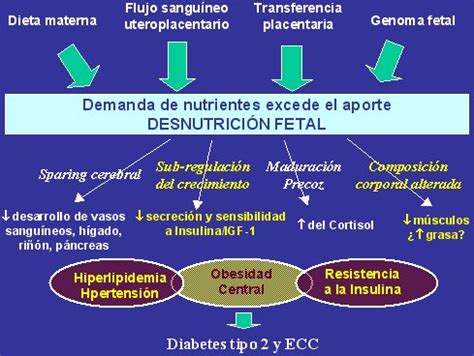 Diagrama de la hipótesis de Barker sobre el origen fetal de enfermedades adultas.