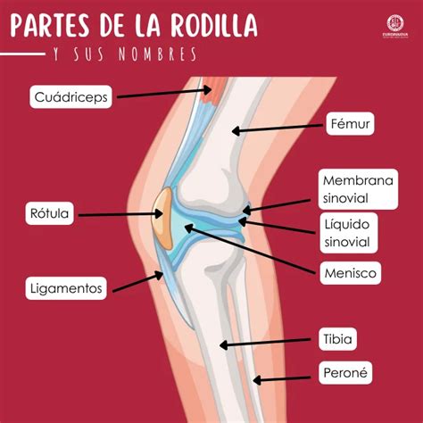 Esquema de las articulaciones de la rodilla y cadera para entender la artrosis