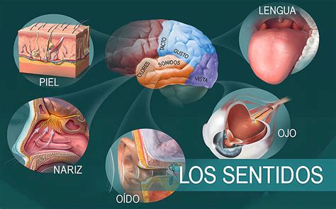 Esquema de los cinco sentidos del cuerpo humano y cómo se ven afectados por el envejecimiento