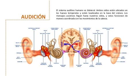 Esquema del proceso auditivo normal y el cerebro procesando sonidos